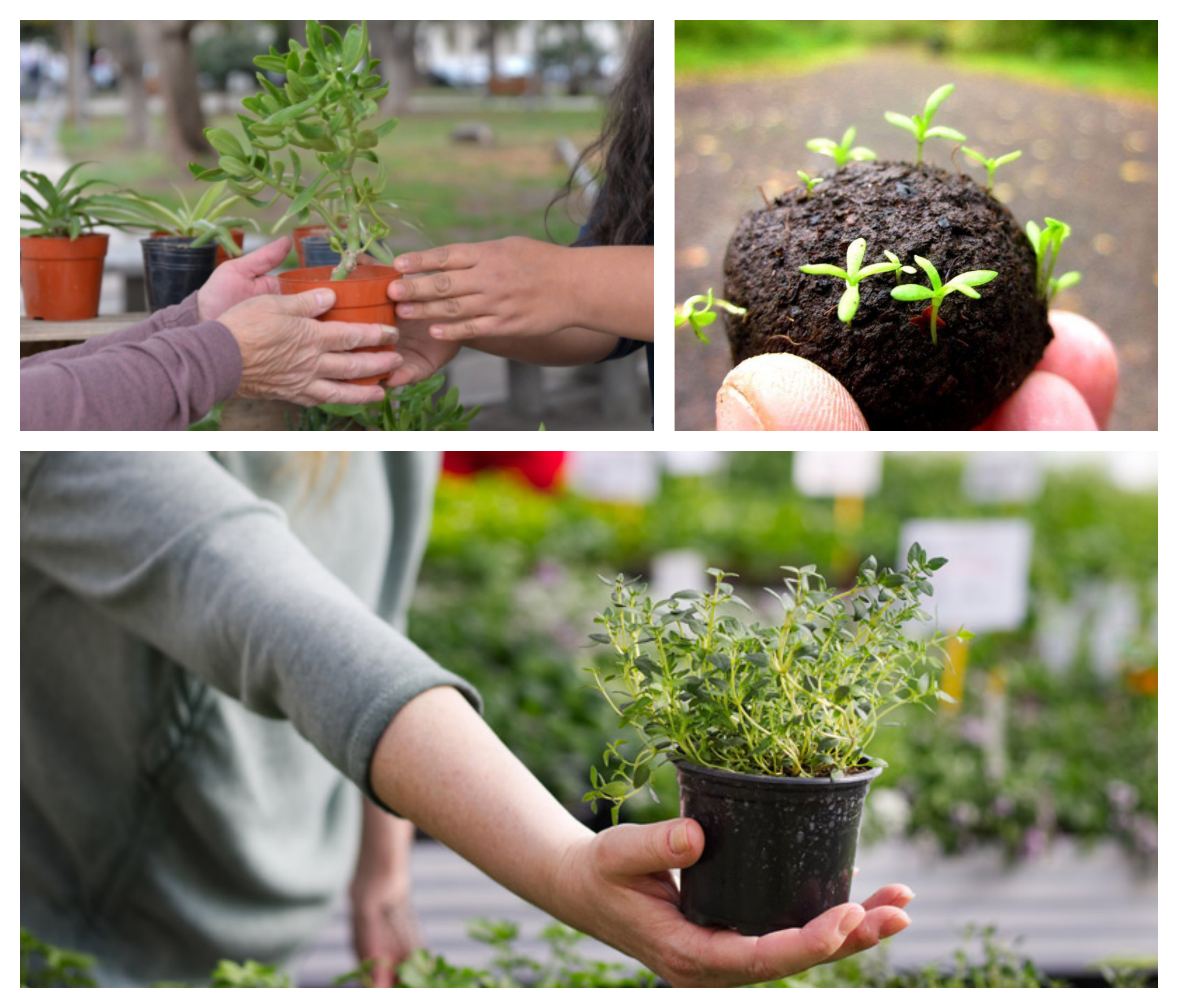 Buenas razones para regalar plantas
