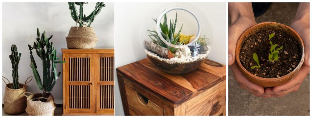 Buenas razones para regalar plantas