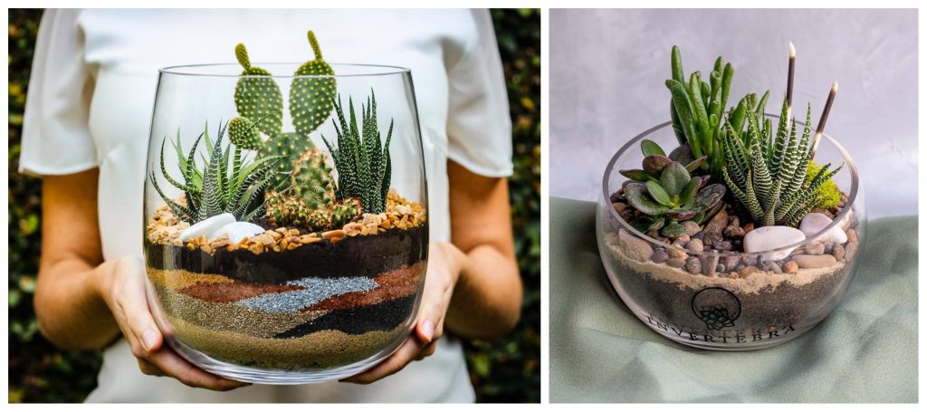 Buenas razones para regalar plantas